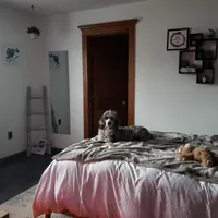 Alana, a female Bordoodle for sale in Springfield, MO – Photo 4 of 10