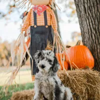 Alana, a female Bordoodle for sale in Springfield, MO – Photo 2 of 10
