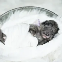 Alana, a female Bordoodle for sale in Springfield, MO – Photo 9 of 10