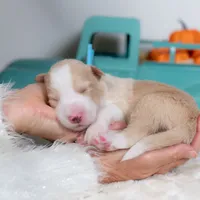 Harvest, a male Border Collie for sale in Springfield, MO – Photo 5 of 5