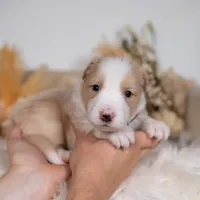 Harvest, a male Border Collie for sale in Springfield, MO – Photo 2 of 5