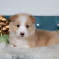 Harvest, a male Border Collie for sale in Springfield, MO – Photo 1 of 5
