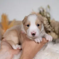 Harvest, a male Border Collie for sale in Springfield, MO – Photo 3 of 5
