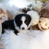 Autumn, a female Border Collie for sale in Springfield, MO – Photo 4 of 8