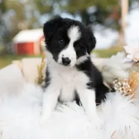 Autumn, a female Border Collie for sale in Springfield, MO – Photo 3 of 8