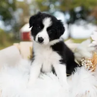 Autumn, a female Border Collie for sale in Springfield, MO – Photo 2 of 8