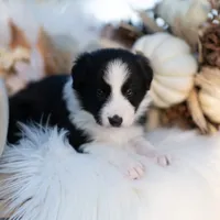 Autumn, a female Border Collie for sale in Springfield, MO – Photo 5 of 8