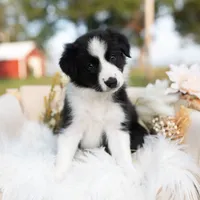 Autumn, a female Border Collie for sale in Springfield, MO – Photo 1 of 8