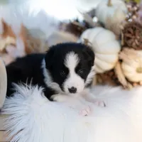 Autumn, a female Border Collie for sale in Springfield, MO – Photo 6 of 8