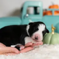 Autumn, a female Border Collie for sale in Springfield, MO – Photo 8 of 8