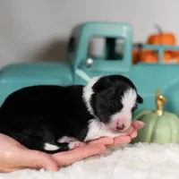 Autumn, a female Border Collie for sale in Springfield, MO – Photo 7 of 8