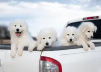 Reserved, a male Maremma Sheepdog for sale in Springfield, MO – Photo 1 of 10