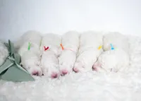 Reserved, a male Maremma Sheepdog for sale in Springfield, MO – Photo 8 of 10