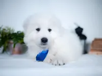 Reserved, a male Maremma Sheepdog for sale in Springfield, MO – Photo 3 of 10