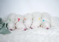 Reserved, a male Maremma Sheepdog for sale in Springfield, MO – Photo 6 of 10