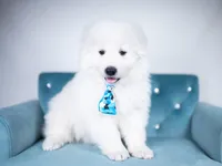 Reserved, a male Maremma Sheepdog for sale in Springfield, MO – Photo 4 of 10