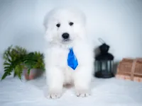 Reserved, a male Maremma Sheepdog for sale in Springfield, MO – Photo 2 of 10