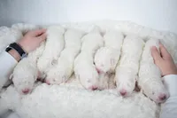 Reserved, a male Maremma Sheepdog for sale in Springfield, MO – Photo 9 of 10