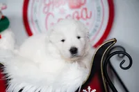 Reserved, a male Maremma Sheepdog for sale in Springfield, MO – Photo 5 of 10