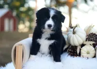 Gypsy, a female Border Collie for sale in Springfield, MO – 3 of 4