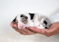 Chenille, a female Border Collie for sale in Springfield, MO – 7 of 8