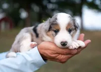 Velvet, a female Border Collie for sale in Springfield, MO – 7 of 10