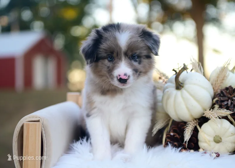 Wilder – Border Collie puppy for sale in Springfield, MO