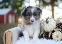 Wilder, a male Border Collie for sale in Springfield, MO – 1 of 4