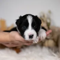 Ash, a male Border Collie for sale in Springfield, MO – Photo 3 of 5