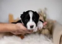 Ash, a male Border Collie for sale in Springfield, MO – Photo 3 of 5