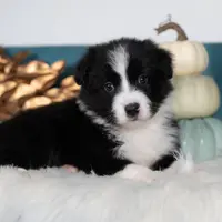 Ash, a male Border Collie for sale in Springfield, MO – Photo 1 of 5