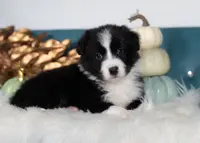 Ash, a male Border Collie for sale in Springfield, MO – Photo 1 of 5