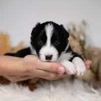 Ash, a male Border Collie for sale in Springfield, MO – Photo 2 of 5