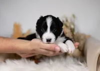 Ash, a male Border Collie for sale in Springfield, MO – Photo 2 of 5