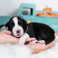 Ash, a male Border Collie for sale in Springfield, MO – Photo 5 of 5