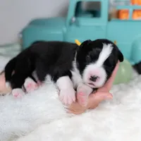 Ash, a male Border Collie for sale in Springfield, MO – Photo 4 of 5