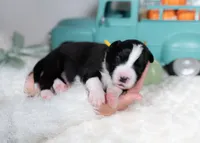 Ash, a male Border Collie for sale in Springfield, MO – Photo 4 of 5