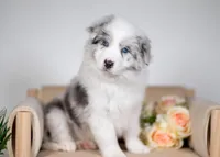 Saltine, a male Border Collie for sale in Springfield, MO – Photo 4 of 8