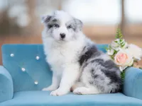 Saltine, a male Border Collie for sale in Springfield, MO – Photo 3 of 8