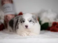 Saltine, a male Border Collie for sale in Springfield, MO – Photo 6 of 8