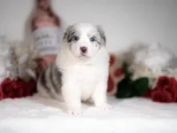 Saltine, a male Border Collie for sale in Springfield, MO – Photo 5 of 8