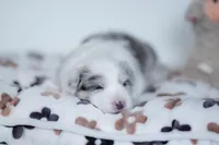 Saltine, a male Border Collie for sale in Springfield, MO – Photo 8 of 8