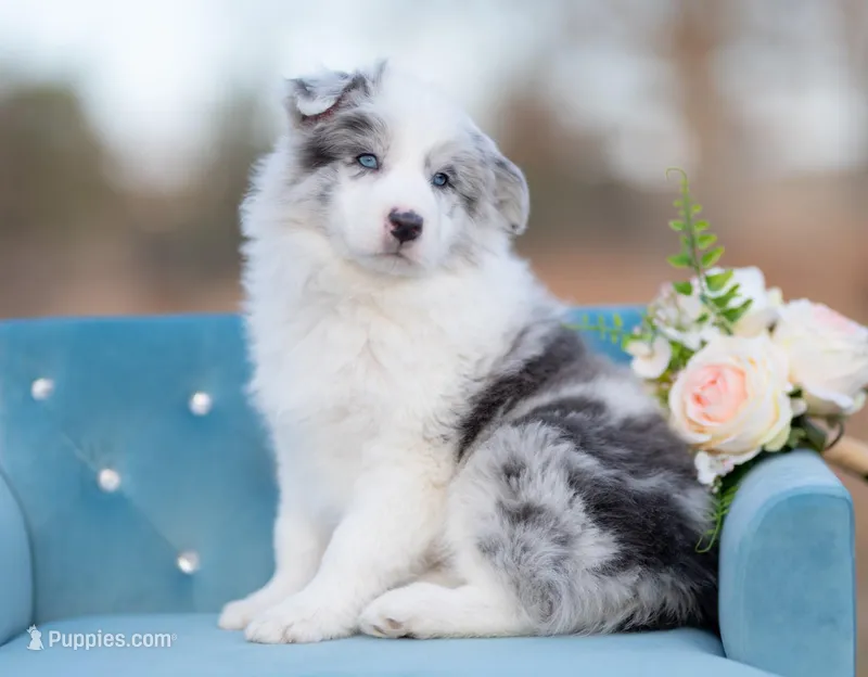 Saltine, a male Border Collie for sale in Springfield, MO – Photo 1 of 8