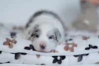 Saltine, a male Border Collie for sale in Springfield, MO – Photo 7 of 8