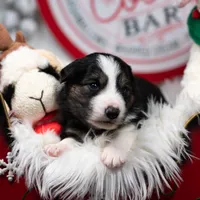 Solstice, a male Border Collie for sale in Springfield, MO – Photo 5 of 10