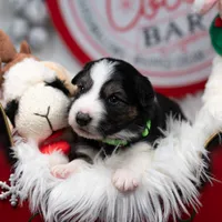 Solstice, a male Border Collie for sale in Springfield, MO – Photo 4 of 10