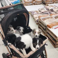 Solstice, a male Border Collie for sale in Springfield, MO – Photo 10 of 10