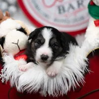Solstice, a male Border Collie for sale in Springfield, MO – Photo 6 of 10