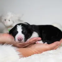 Solstice, a male Border Collie for sale in Springfield, MO – Photo 8 of 10