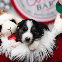 Solstice, a male Border Collie for sale in Springfield, MO – Photo 3 of 10